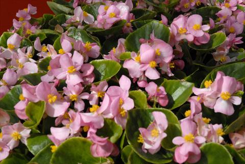 Photos von Blumenvarianten benutzt als: Topf und Beet Begonia Monza Pink