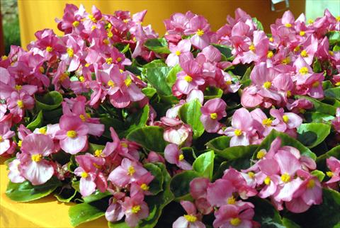 Photos von Blumenvarianten benutzt als: Topf und Beet Begonia Monza Rose
