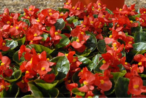 Photos von Blumenvarianten benutzt als: Topf und Beet Begonia Monza Scarlet