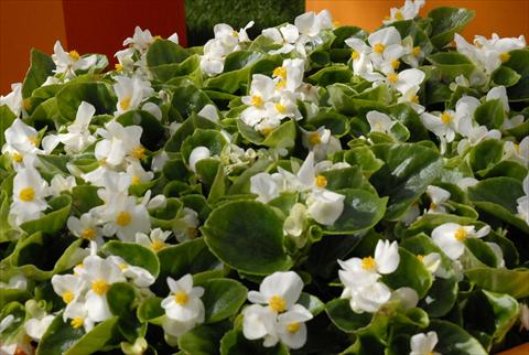 Photos von Blumenvarianten benutzt als: Topf und Beet Begonia Monza White