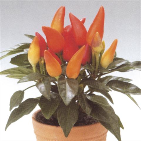 Photos von Blumenvarianten benutzt als: Topf und Beet Capsicum annuum Salsa Red-Yellow