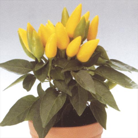 Photos von Blumenvarianten benutzt als: Topf und Beet Capsicum annuum Salsa Yellow