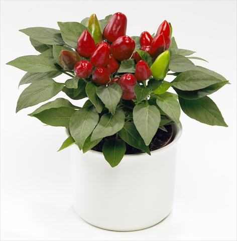 Photos von Blumenvarianten benutzt als: Topf und Beet Capsicum annuum Tango Red