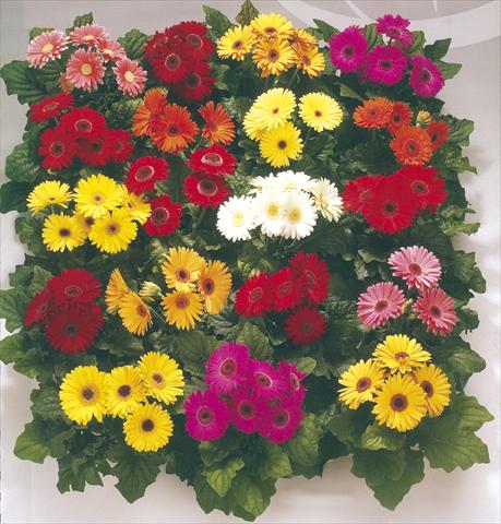 Photos von Blumenvarianten benutzt als: Topf und Beet Gerbera jamesonii Royal Premium Mixture