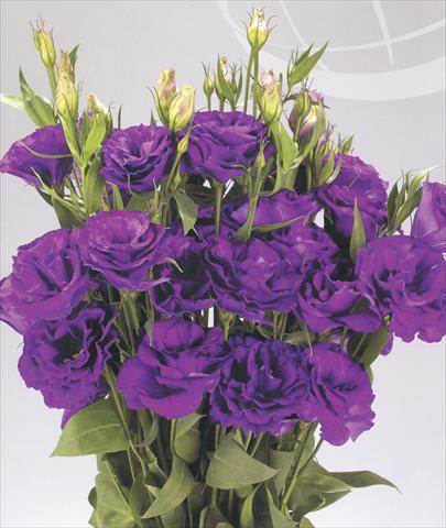 Photos von Blumenvarianten benutzt als: Schnittblume Lisianthus (Eustoma grandiflorum) Advantage Purple