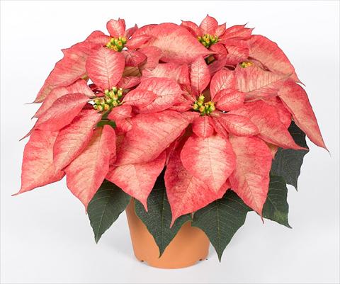 Photos von Blumenvarianten benutzt als: Topf Poinsettia - Euphorbia pulcherrima RED FOX Premium Ice Crystal