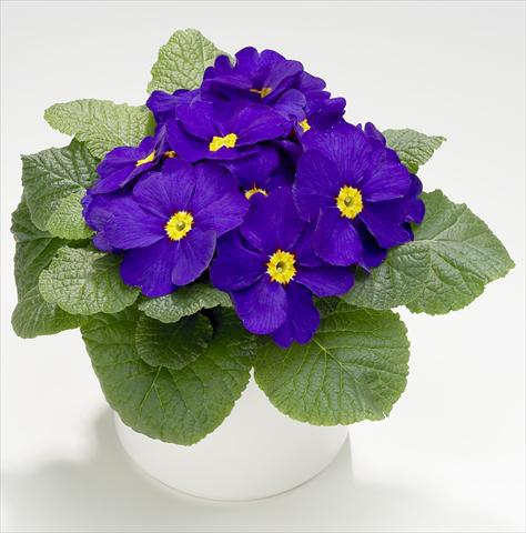 Photos von Blumenvarianten benutzt als: Topf und Beet Primula acaulis, veris, vulgaris Mega Blue
