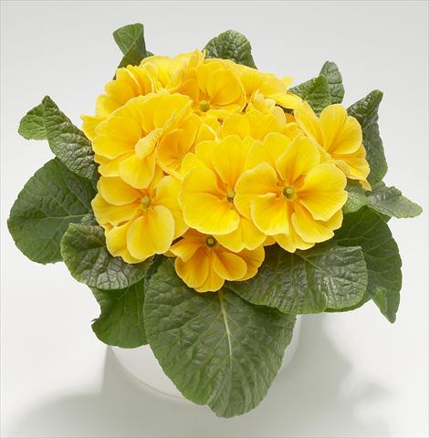 Photos von Blumenvarianten benutzt als: Topf und Beet Primula acaulis, veris, vulgaris Mega Golden Yellow