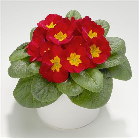 Photos von Blumenvarianten benutzt als: Topf und Beet Primula acaulis, veris, vulgaris Mega Scarlet