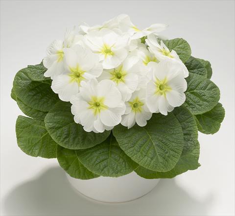 Photos von Blumenvarianten benutzt als: Topf und Beet Primula acaulis, veris, vulgaris Mega White with Green Eye