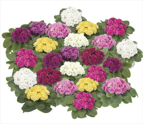 Photos von Blumenvarianten benutzt als: Topf und Beet Primula acaulis, veris, vulgaris Paloma Mix