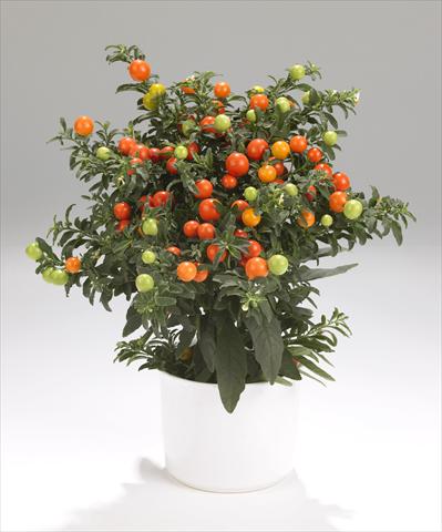Photos von Blumenvarianten benutzt als: Topf und Beet Solanum pseudocapsicum Thurino Light