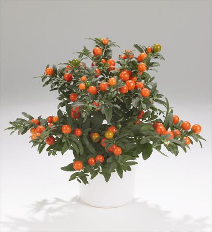 Photos von Blumenvarianten benutzt als: Topf und Beet Solanum pseudocapsicum Thurino