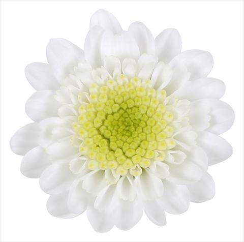 Photos von Blumenvarianten benutzt als: Ampel/Topf Chrysanthemum Avoriaz