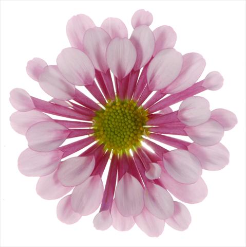 Photos von Blumenvarianten benutzt als: Topf und Beet Chrysanthemum Biarritz