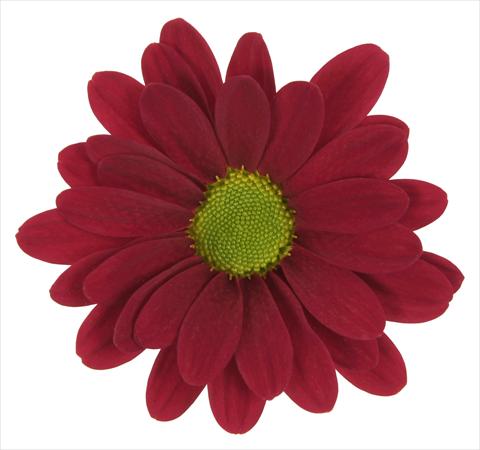 Photos von Blumenvarianten benutzt als: Topf und Beet Chrysanthemum Nicosia