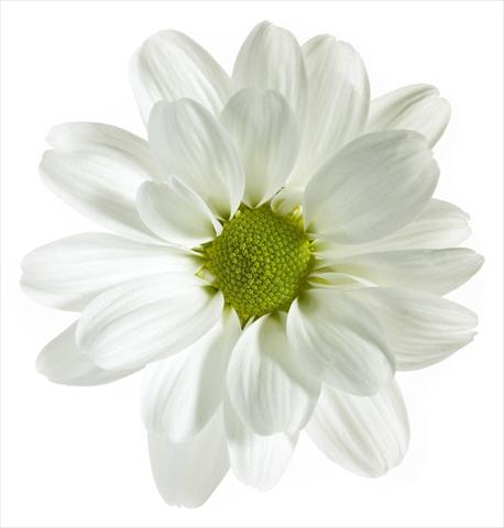 Photos von Blumenvarianten benutzt als: Topf und Beet Chrysanthemum Noa