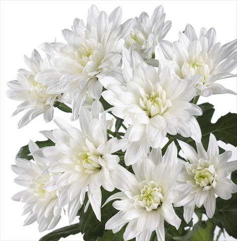 Photos von Blumenvarianten benutzt als: Topf und Beet Chrysanthemum Sella