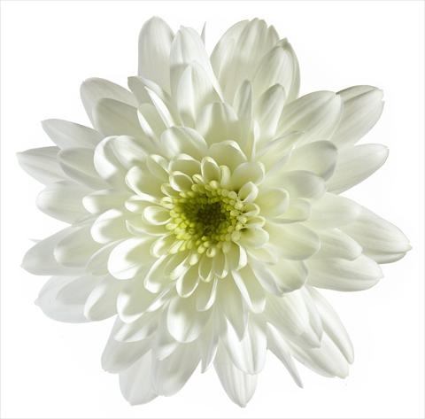 Photos von Blumenvarianten benutzt als: Topf und Beet Chrysanthemum Vigo
