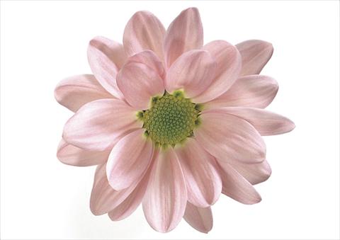 Photos von Blumenvarianten benutzt als: Topf und Beet Chrysanthemum Wimbledon
