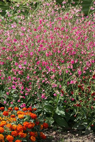 Photos von Blumenvarianten benutzt als: Topf, Beet, Terrasse Nicotiana Whisper Deep Pink