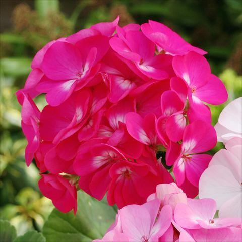 Photos von Blumenvarianten benutzt als: Topf, Beet, Terrasse Pelargonium zonale Dancer Deep Rose