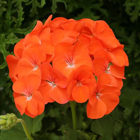 Photos von Blumenvarianten benutzt als: Topf, Beet, Terrasse Pelargonium zonale Dancer Orange
