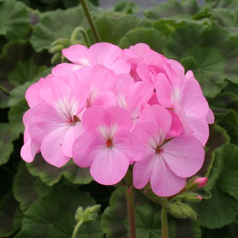 Photos von Blumenvarianten benutzt als: Topf, Beet, Terrasse Pelargonium zonale Dancer Pink
