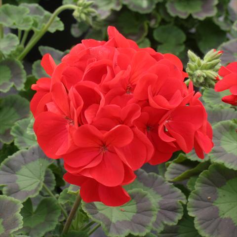 Photos von Blumenvarianten benutzt als: Topf, Beet, Terrasse Pelargonium zonale Dancer Red