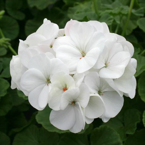 Photos von Blumenvarianten benutzt als: Topf, Beet, Terrasse Pelargonium zonale Dancer White