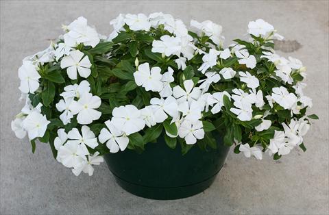 Photos von Blumenvarianten benutzt als: Topf, Beet, Terrasse, Ampel Catharanthus roseus - Vinca Boa White