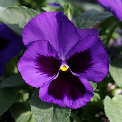 Photos von Blumenvarianten benutzt als: Topf und Beet Viola wittrockiana Sense Blue Blotch