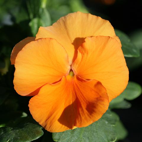 Photos von Blumenvarianten benutzt als: Topf und Beet Viola wittrockiana Sense Clear Orange
