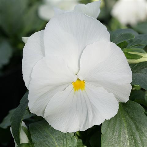 Photos von Blumenvarianten benutzt als: Topf und Beet Viola wittrockiana Sense Clear White