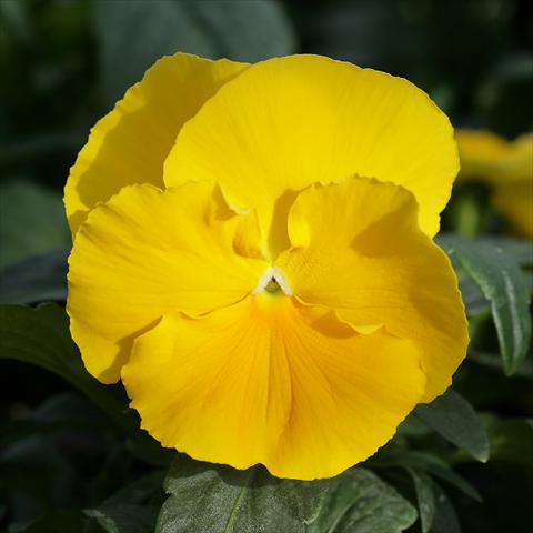 Photos von Blumenvarianten benutzt als: Topf und Beet Viola wittrockiana Sense Clear Yellow