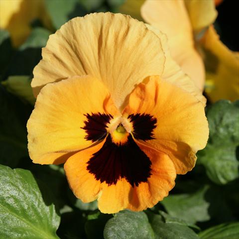 Photos von Blumenvarianten benutzt als: Topf und Beet Viola wittrockiana Sense Orange Blotch