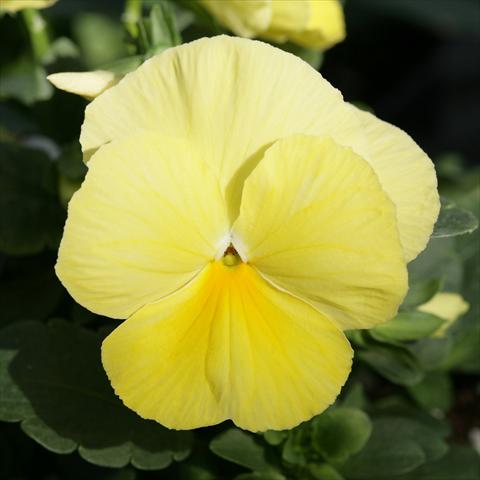 Photos von Blumenvarianten benutzt als: Topf und Beet Viola wittrockiana Sense Primrose