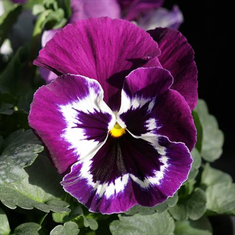 Photos von Blumenvarianten benutzt als: Topf und Beet Viola wittrockiana Sense Purple White Bicolour