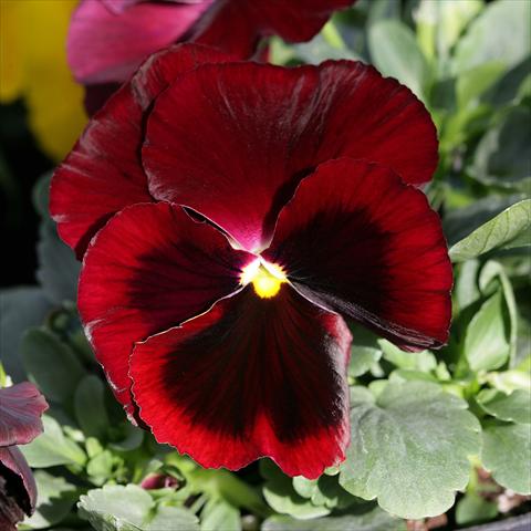 Photos von Blumenvarianten benutzt als: Topf und Beet Viola wittrockiana Sense Red Blotch