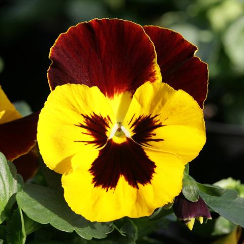 Photos von Blumenvarianten benutzt als: Topf und Beet Viola wittrockiana Sense Redwing