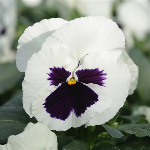Photos von Blumenvarianten benutzt als: Topf und Beet Viola wittrockiana Sense White Blotch