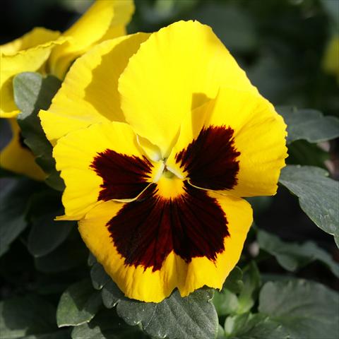 Photos von Blumenvarianten benutzt als: Topf und Beet Viola wittrockiana Sense Yellow Blotch