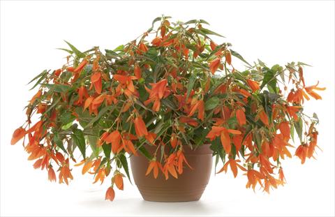 Photos von Blumenvarianten benutzt als: Topf, Terrasse, Ampel. Begonia Waterfall Encanto Orange