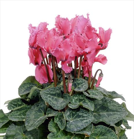 Photos von Blumenvarianten benutzt als: Topf, Beet, Terrasse Cyclamen persicum Prince F1 Deep Rose