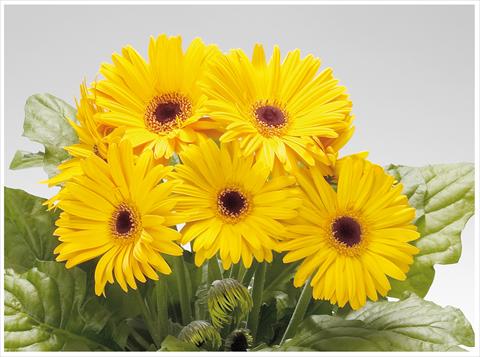 Photos von Blumenvarianten benutzt als: Terrasse, Topf Gerbera jamesonii Royal Golden Yellow dark eye