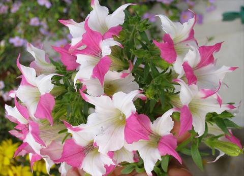 Photos von Blumenvarianten benutzt als: Topf, Beet, Terrasse, Ampel Petunia Alpunya