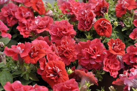 Photos von Blumenvarianten benutzt als: Topf, Terrasse, Ampel. Petunia Happy® Double Light Red