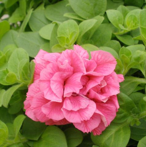 Photos von Blumenvarianten benutzt als: Topf, Terrasse, Ampel. Petunia Happy® Double Pink Vein