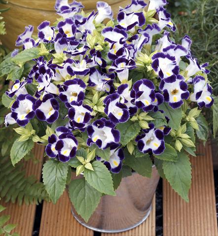 Photos von Blumenvarianten benutzt als: Topf, Beet, Terrasse Torenia Duchess Blue&White Imp