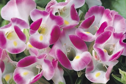 Photos von Blumenvarianten benutzt als: Topf, Beet, Terrasse Torenia Duchess Pink Imp